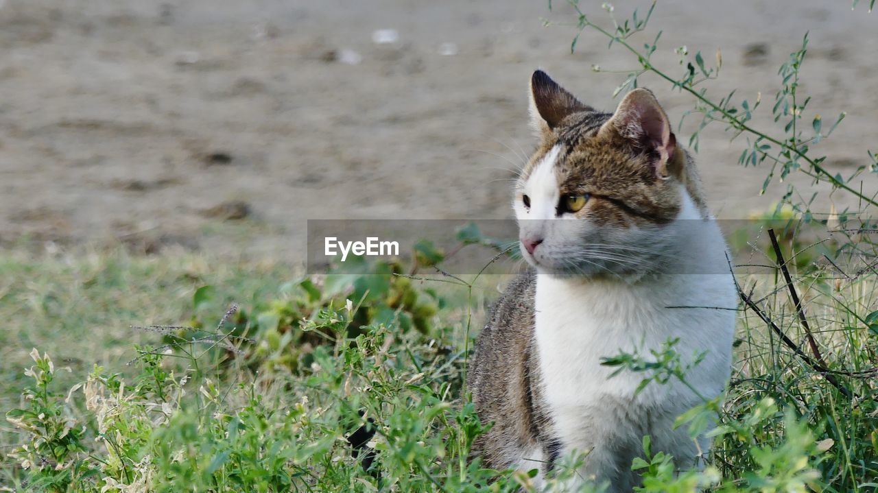 CAT STANDING IN A FIELD