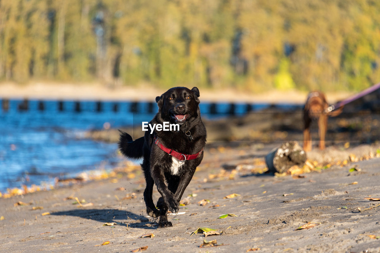 Wet dog running on beach