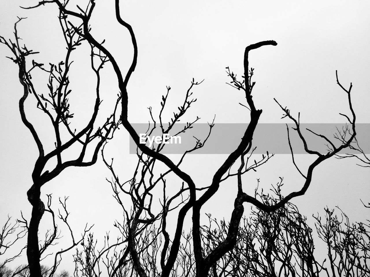 LOW ANGLE VIEW OF SILHOUETTE BARE TREE AGAINST CLEAR SKY