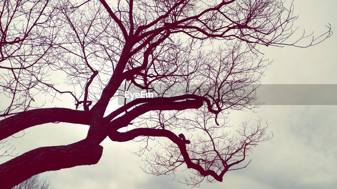 SILHOUETTE OF BARE TREE AT SUNSET