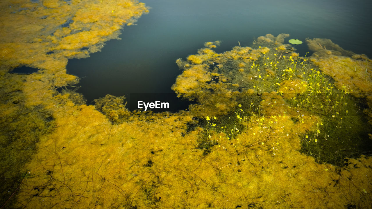 HIGH ANGLE VIEW OF YELLOW FLOWERS ON SEA SHORE