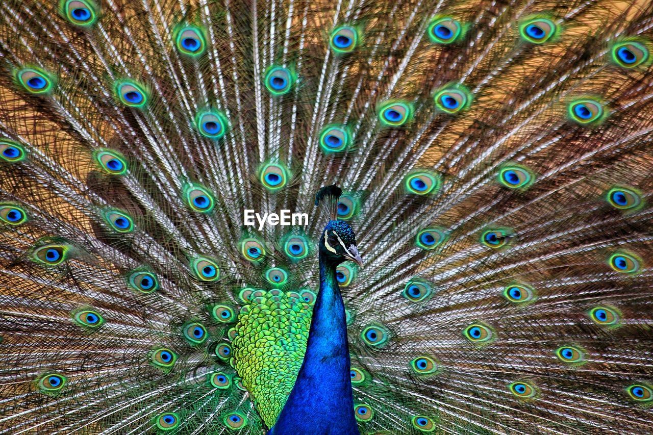 Close-up of peacock with spread wings