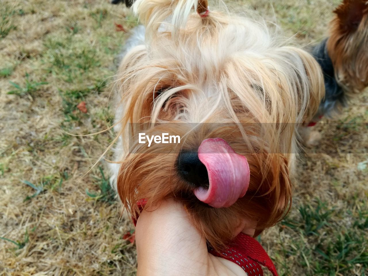 Close-up of hand holding dog