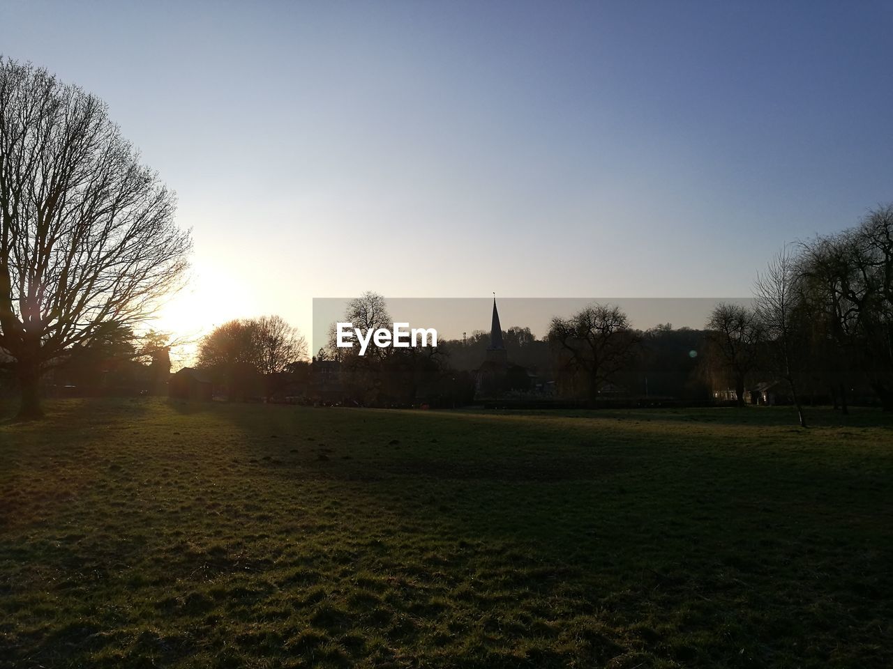 TREES AT SUNSET