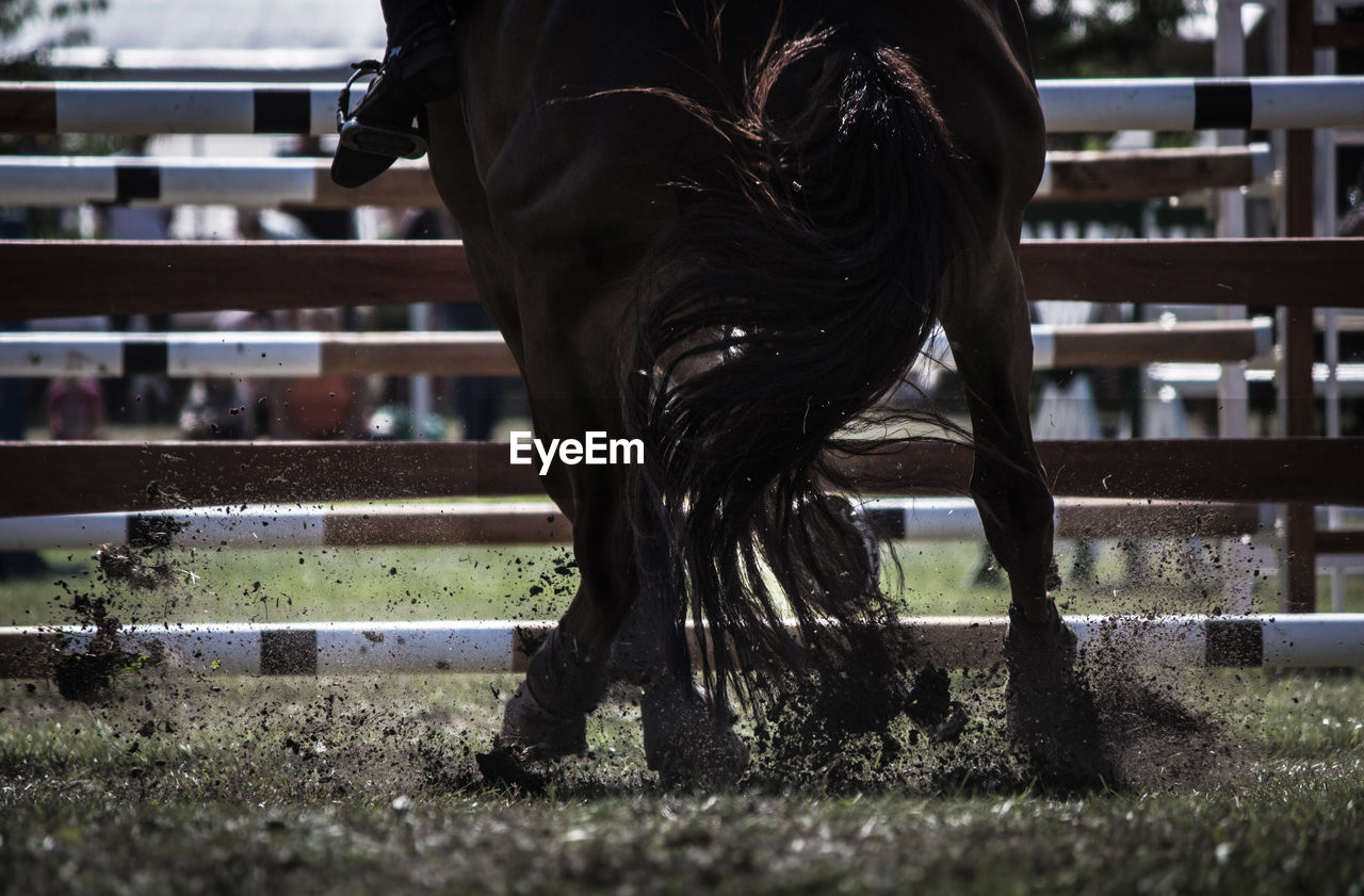 LOW SECTION OF PERSON WITH HORSE IN MOUTH