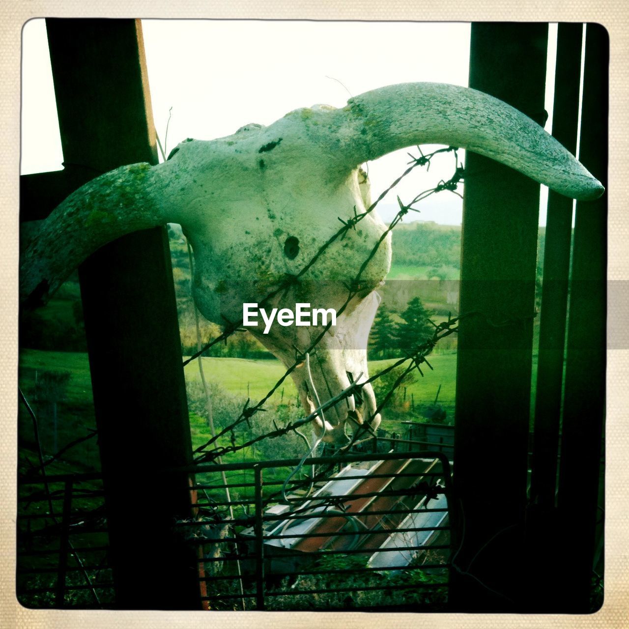Close-up of cow skull on barbed wire fence