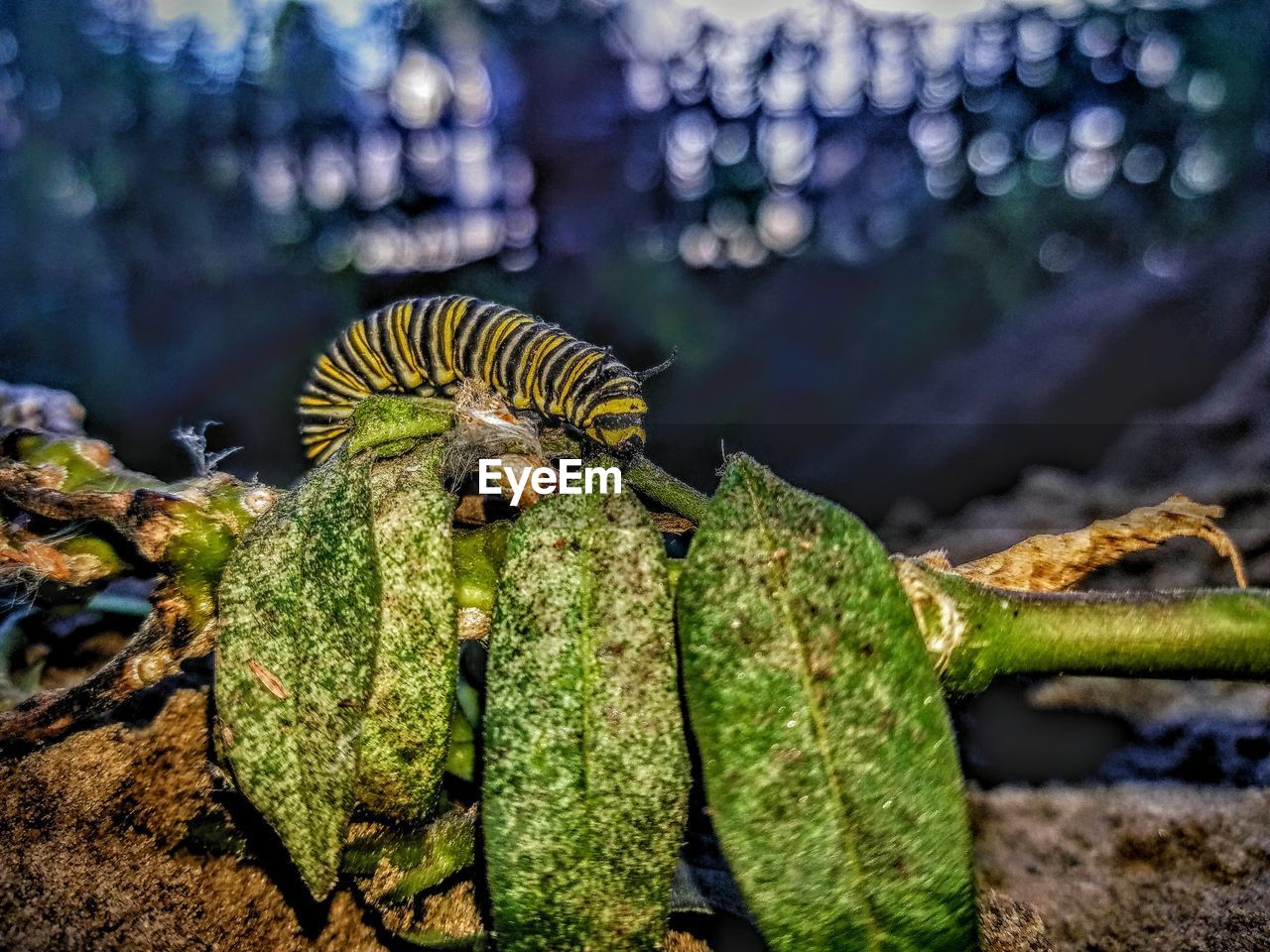 Close-up of caterpillar on plant