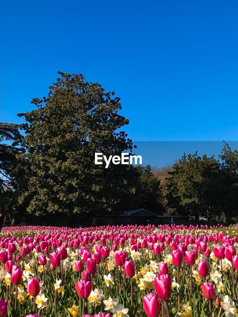 Pink tulip flowers on field against clear blue sky