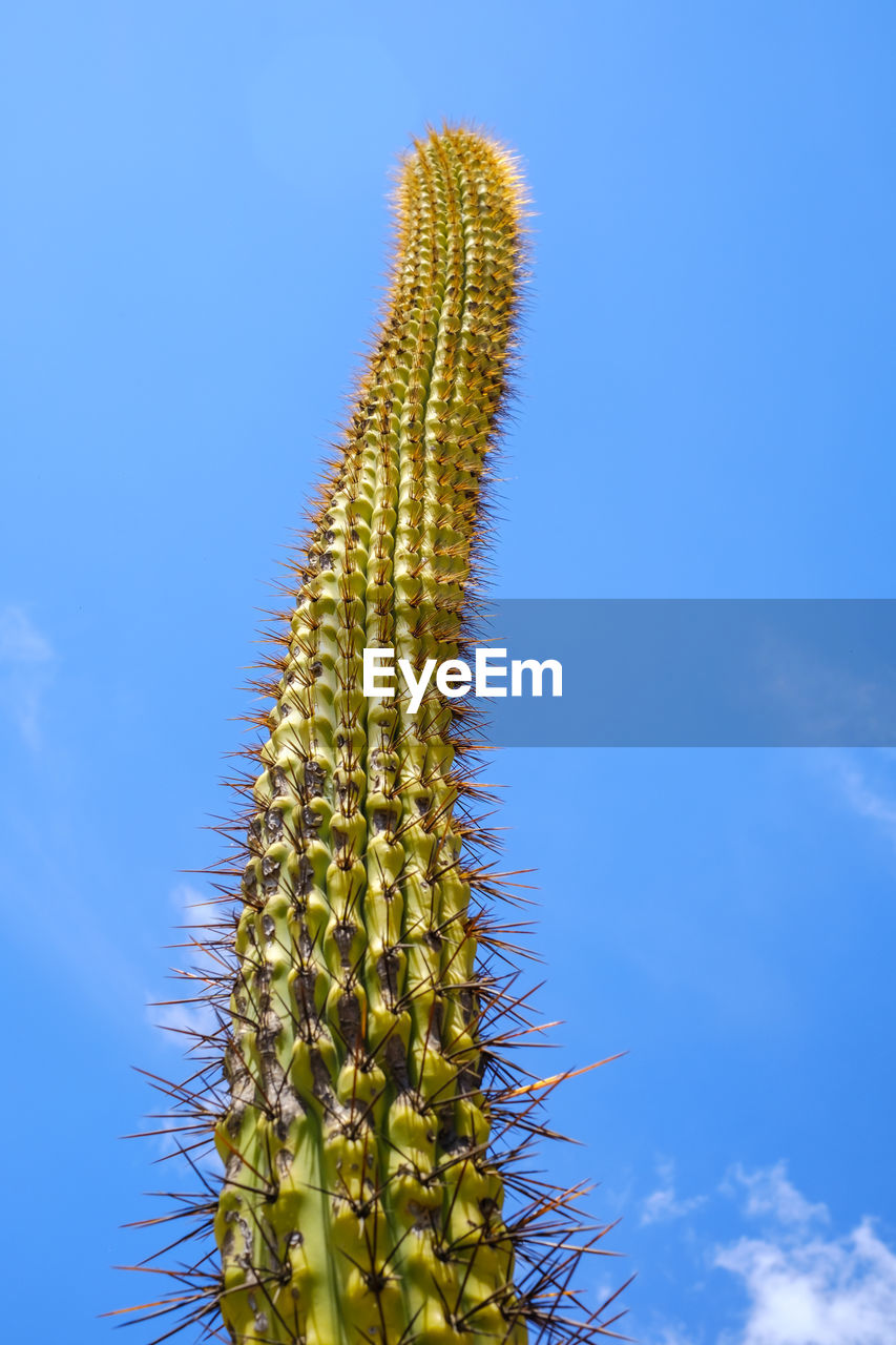 Saguaro cactus against blue sky looking up view angle in desert