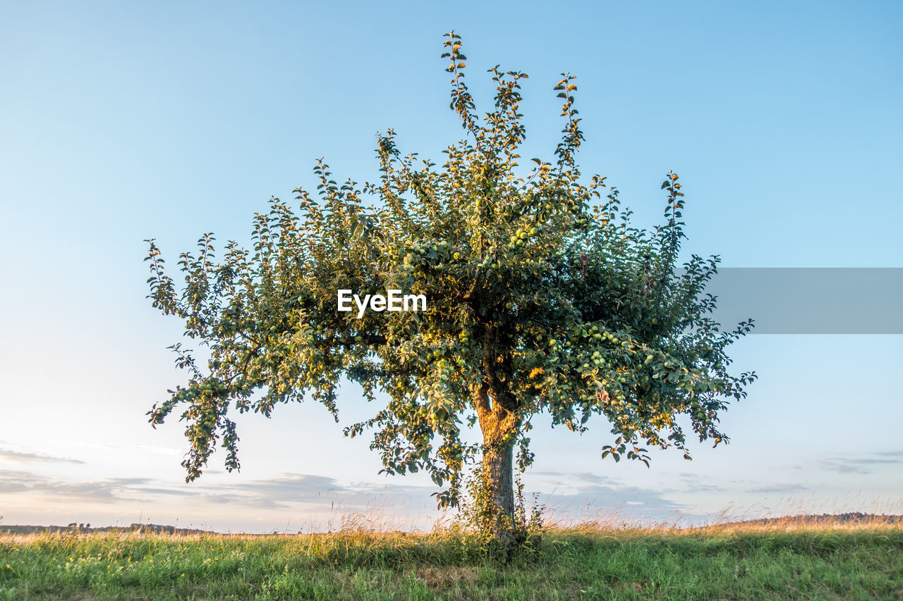 Tree on grassy field against clear sky