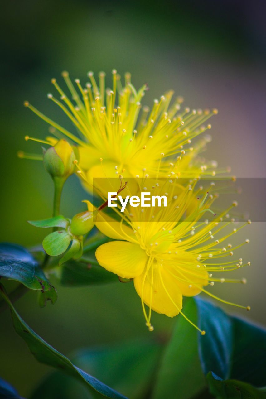 CLOSE-UP OF YELLOW FLOWER