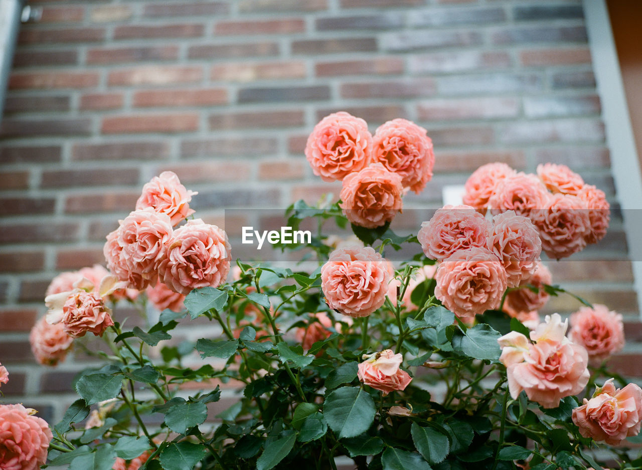 Close-up of pink flowering plants