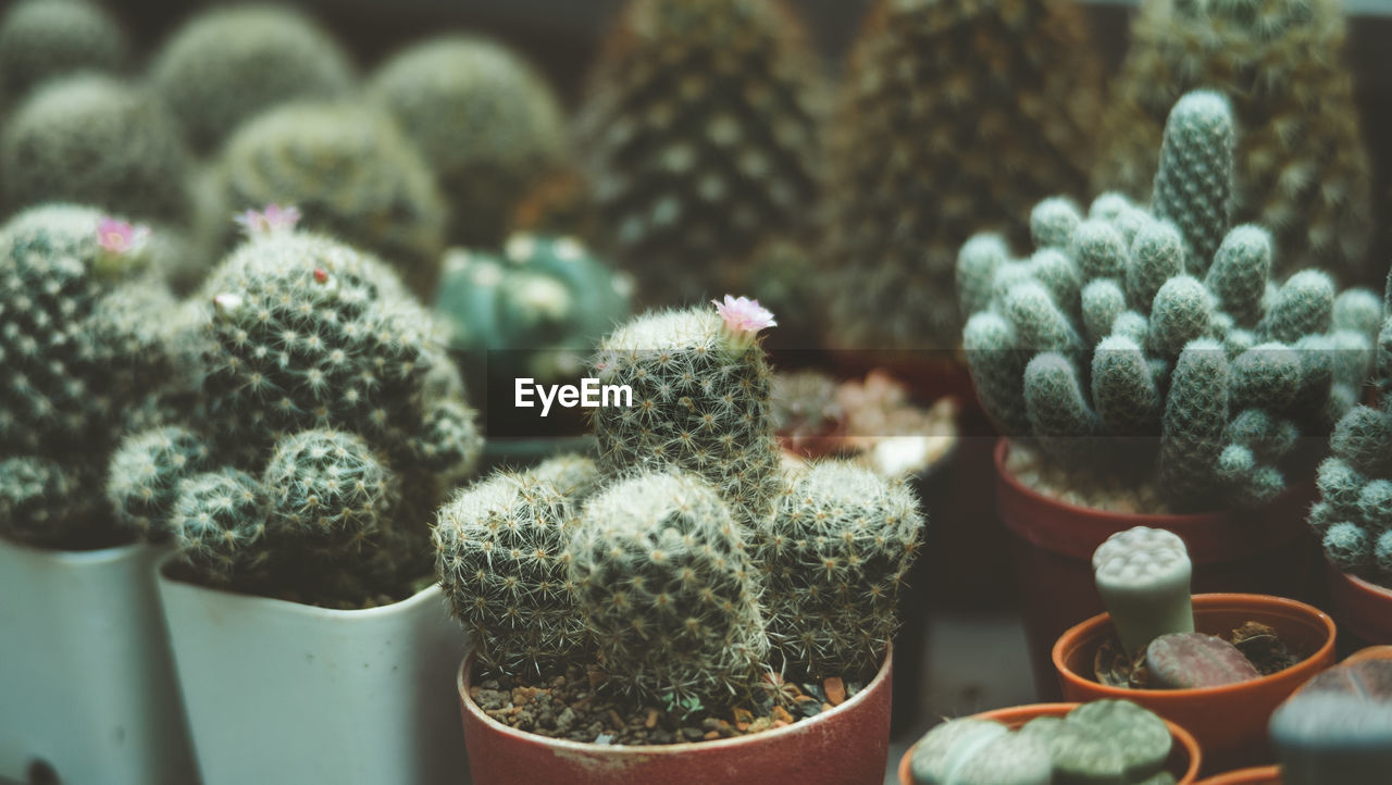 High angle view of succulent plants on table