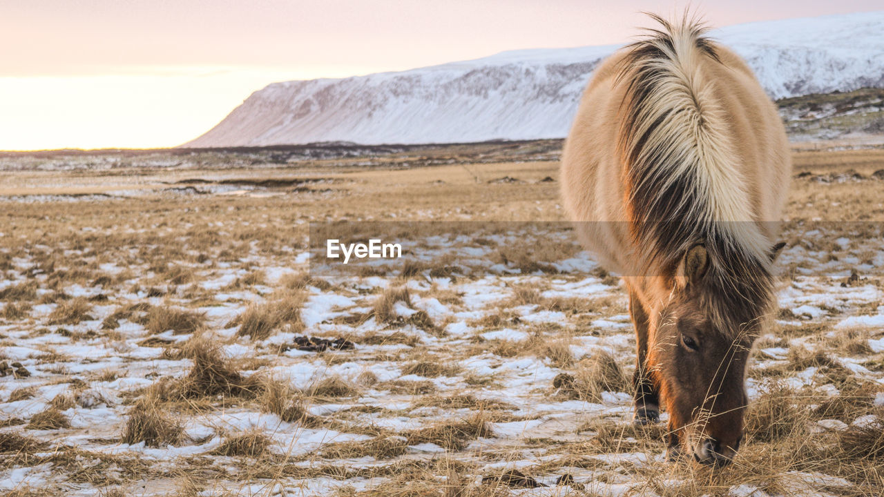 CLOSE-UP OF HORSE STANDING ON FIELD