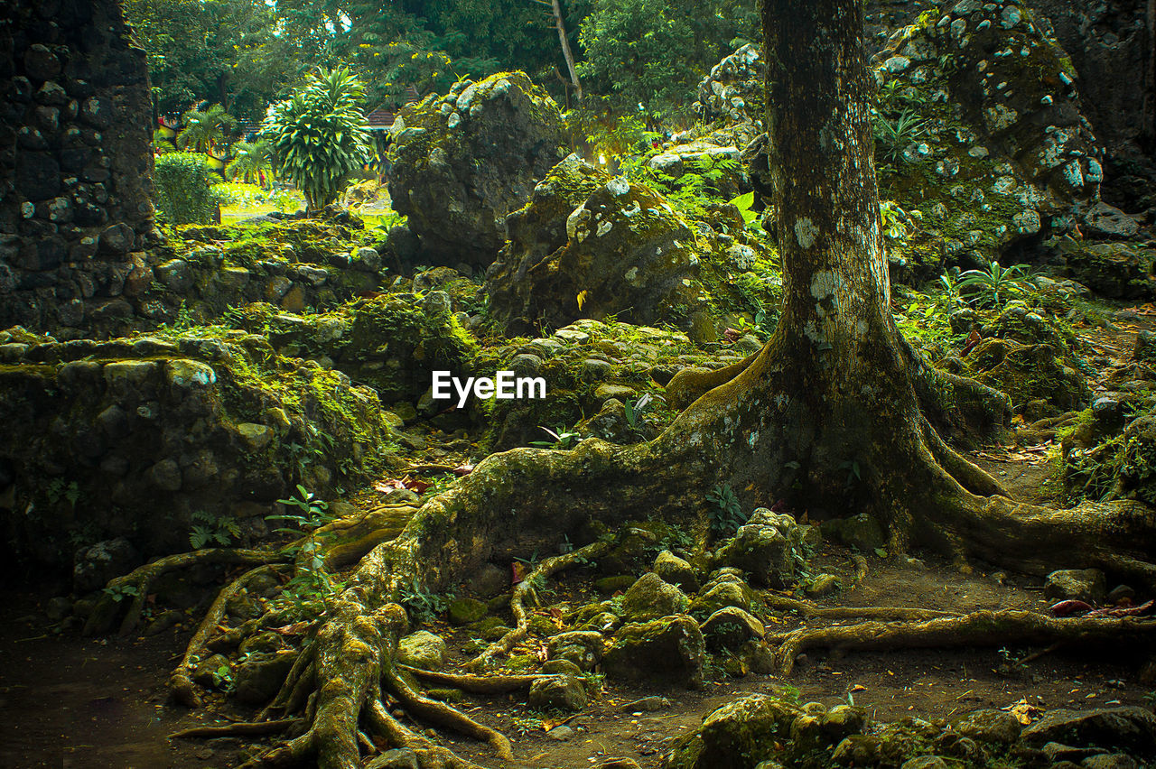 Trees growing in forest