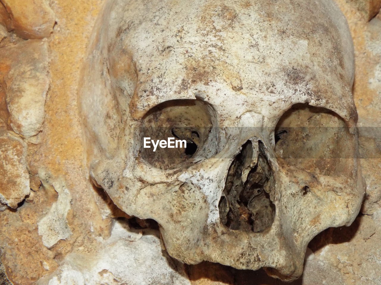 Close-up of human skull at capela dos ossos