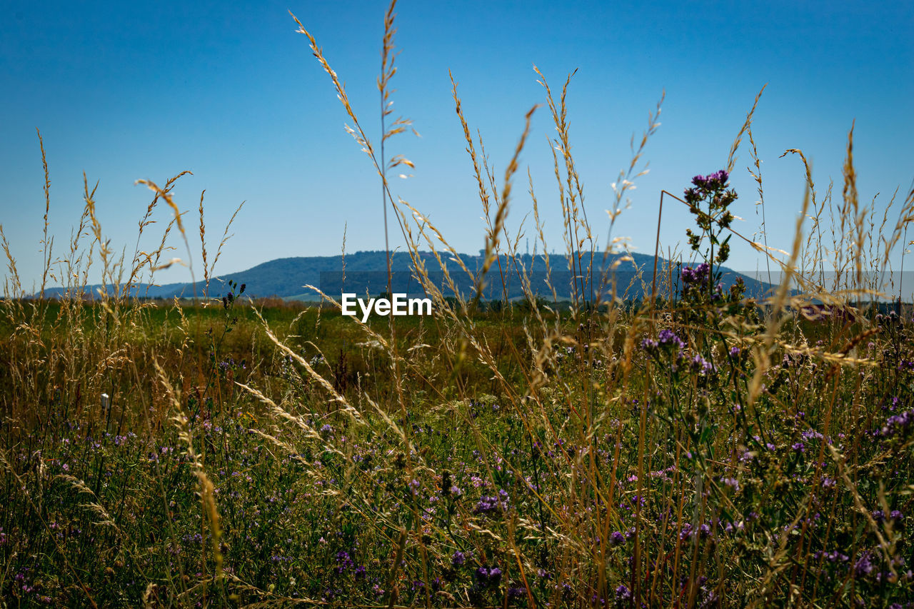 Scenic view of grassy field against blue sky