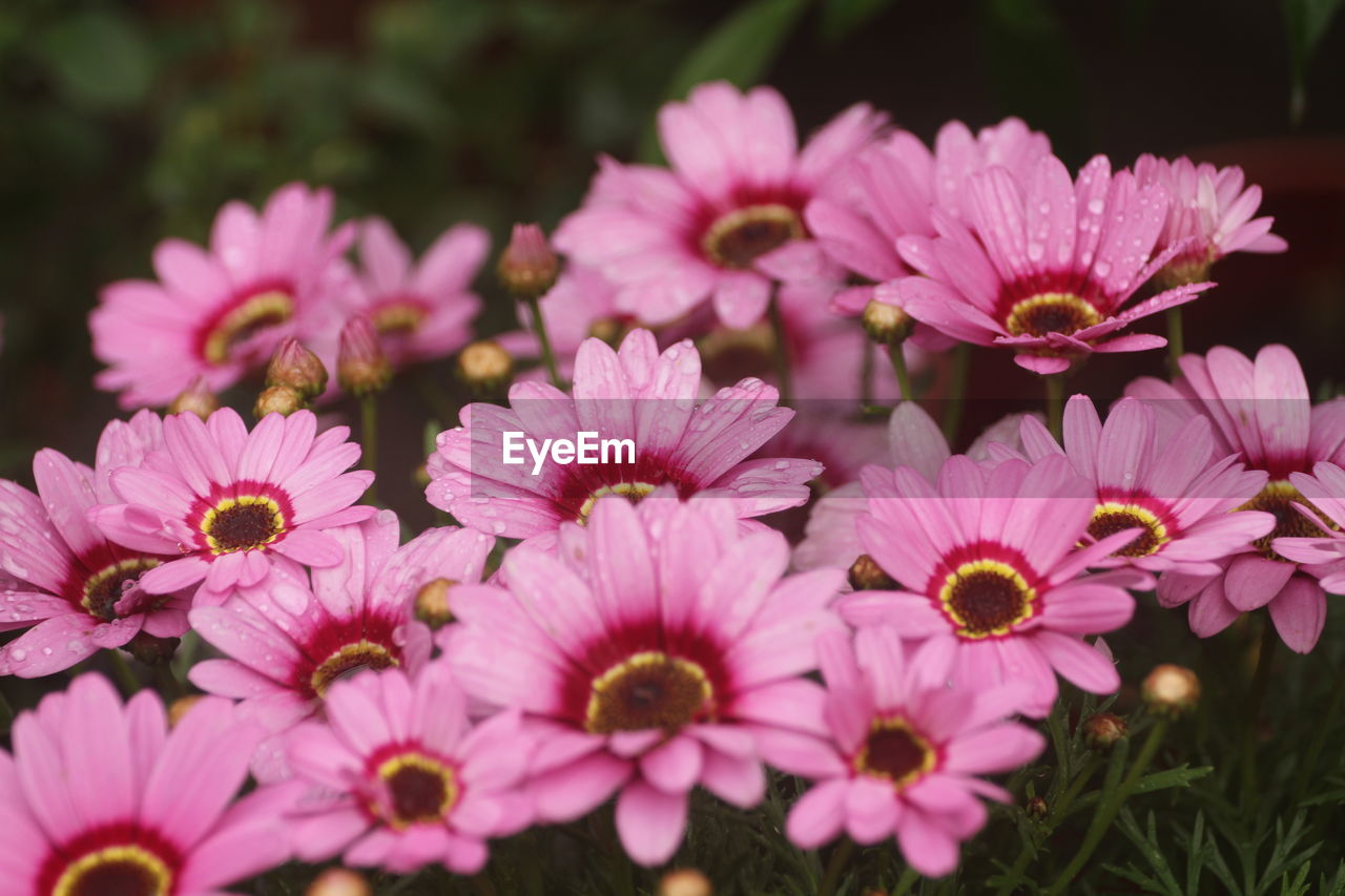 flower, flowering plant, plant, freshness, beauty in nature, pink, garden cosmos, petal, close-up, flower head, fragility, inflorescence, nature, growth, no people, pollen, macro photography, outdoors, selective focus, focus on foreground, daisy, springtime, botany, summer, day, blossom
