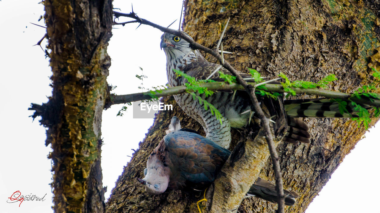 LOW ANGLE VIEW OF BIRD PERCHING ON TREE TRUNK