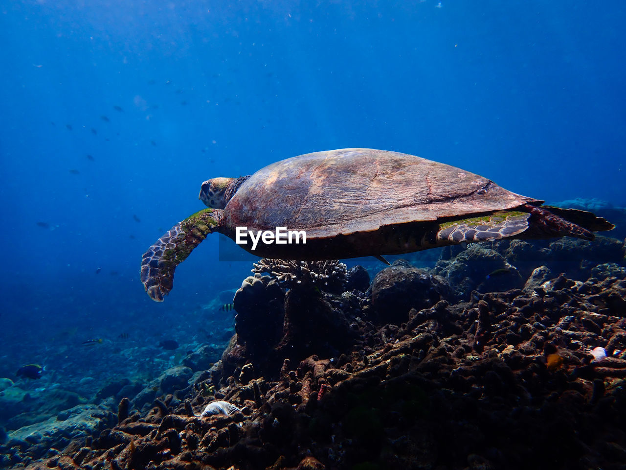 View of turtle swimming in sea