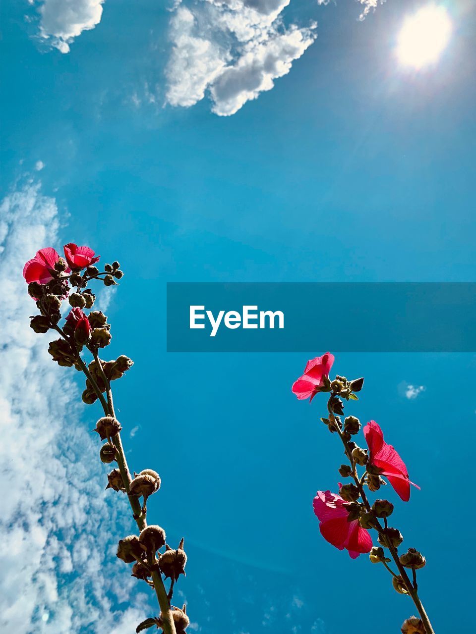 LOW ANGLE VIEW OF PINK FLOWERING PLANTS AGAINST BLUE SKY