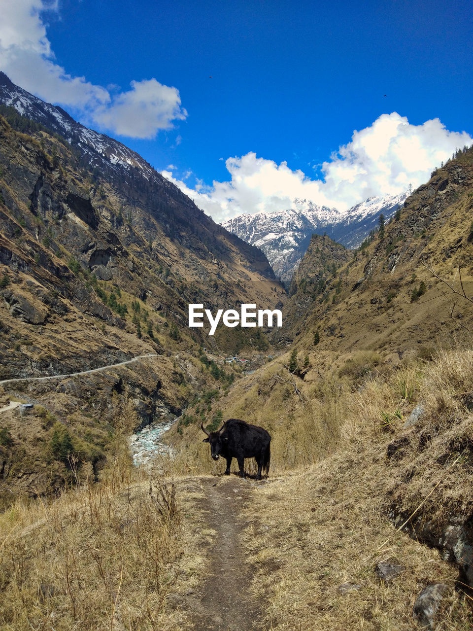 Meeting with a yak on the trekking trail of the annapurna circuit.