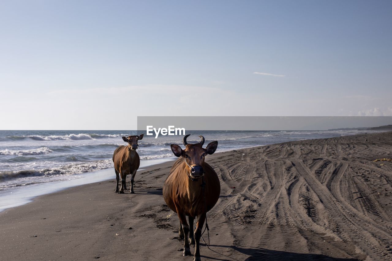 HORSE ON BEACH