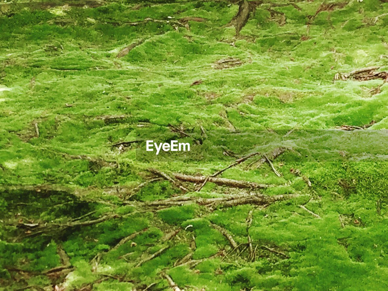 CLOSE-UP OF GREEN TREE IN FOREST