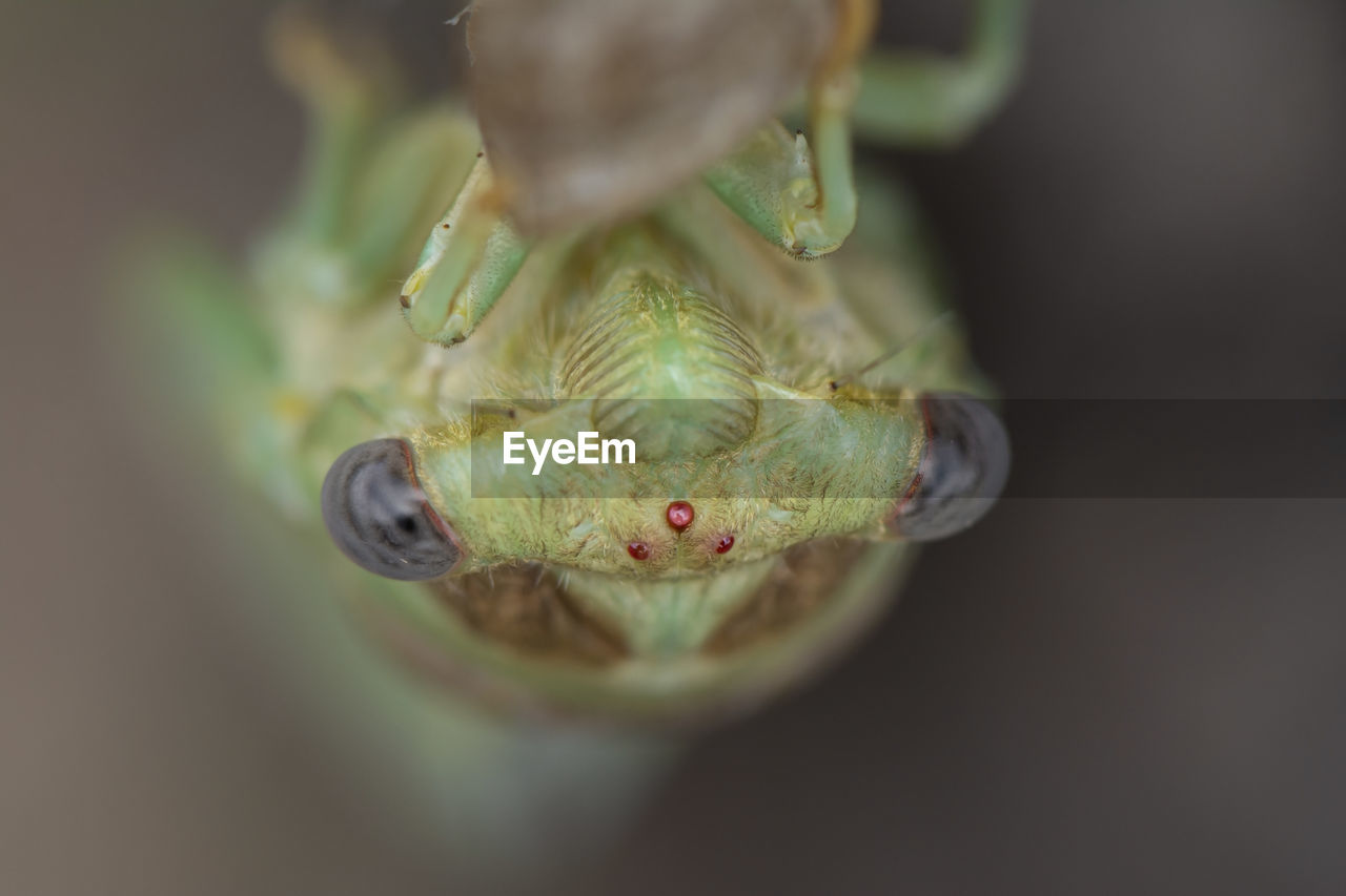 Close up shot of a newly emerged cicadas head, metamorphosis of a cicada in springtime.
