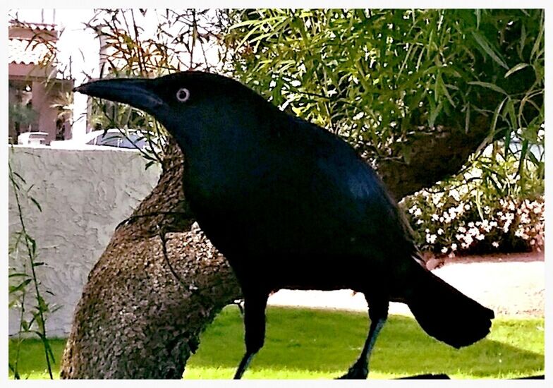 CLOSE-UP OF BIRD PERCHING ON RAILING