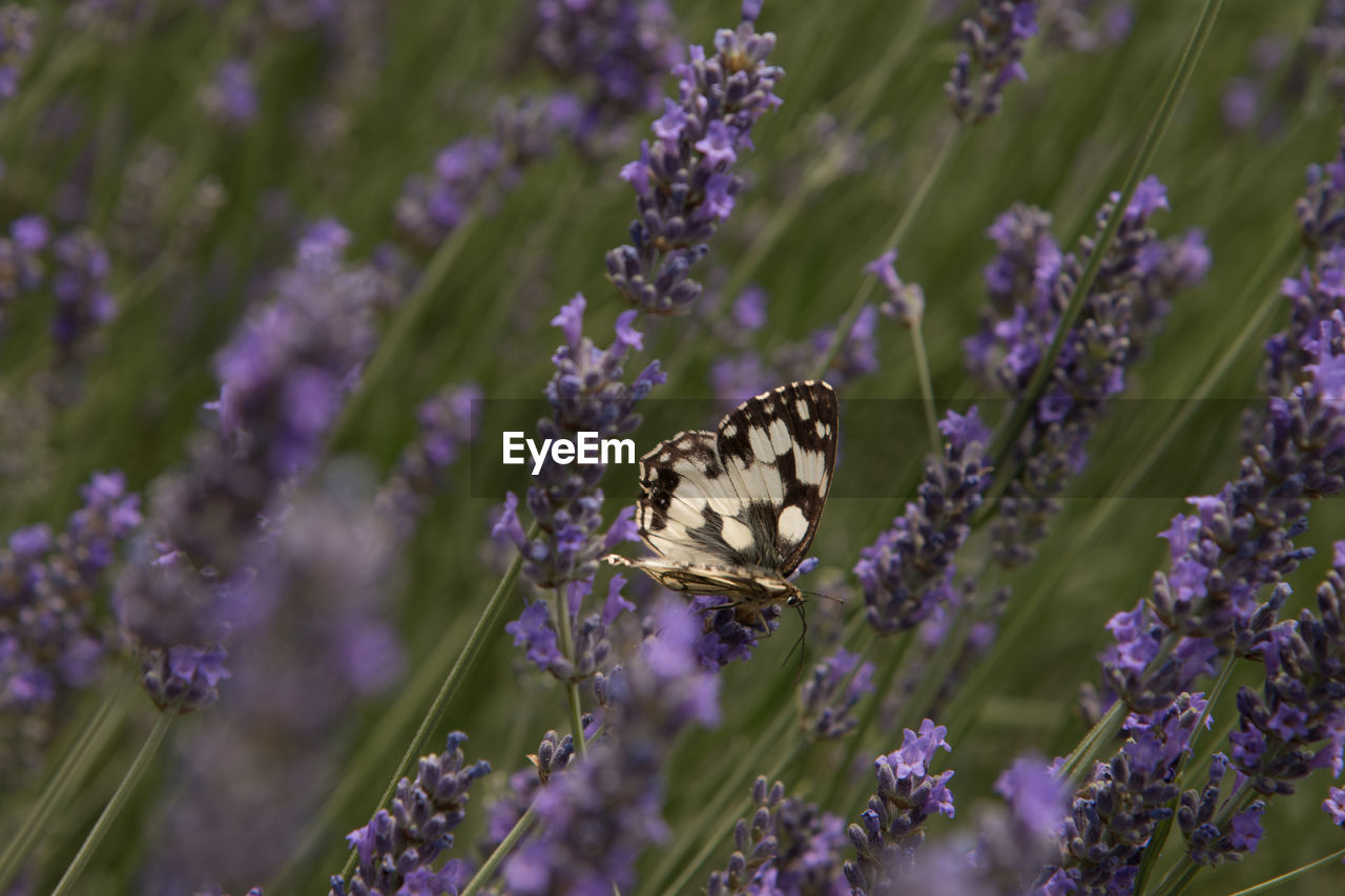 Close-up of butterfly on purple flower