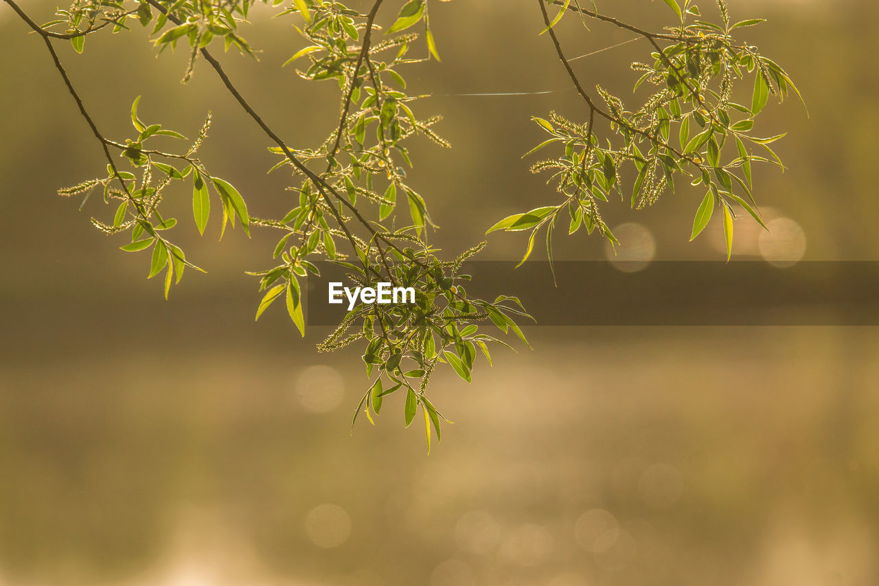 Close-up of plant against blurred background