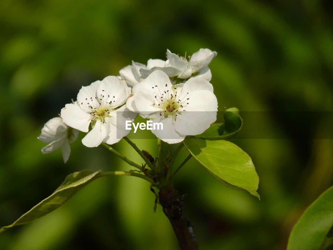 Close-up of white flowering plant