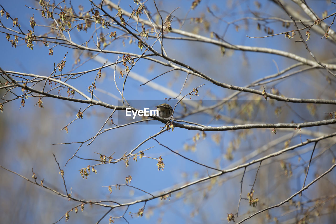 winter, branch, tree, twig, plant, nature, frost, no people, leaf, low angle view, freezing, spring, flower, sky, sunlight, beauty in nature, focus on foreground, day, outdoors, bare tree, snow, blossom, growth, tranquility, autumn