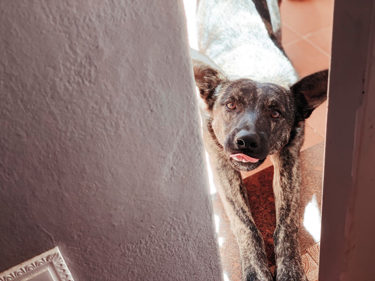 PORTRAIT OF DOG BY WALL AGAINST GRAFFITI