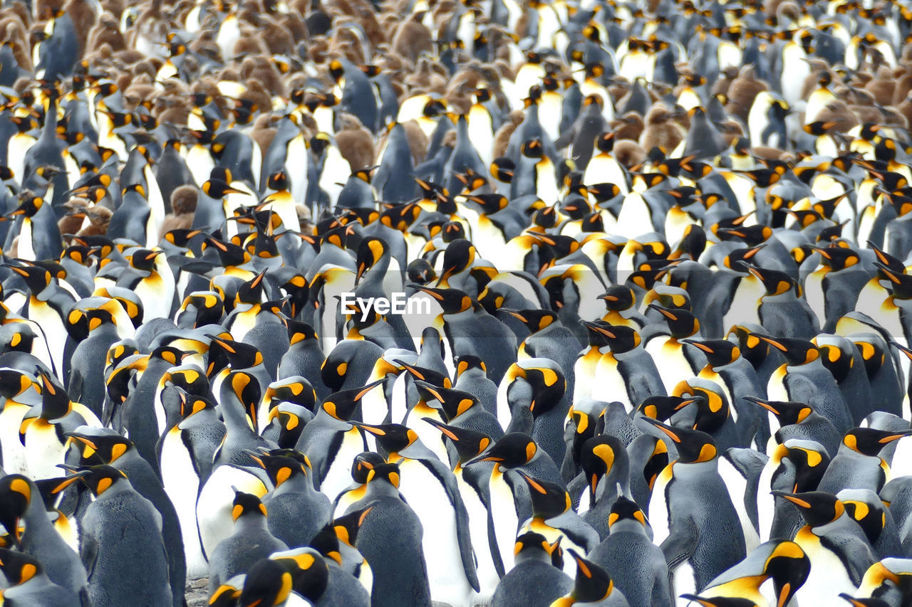 King penguins make a pattern