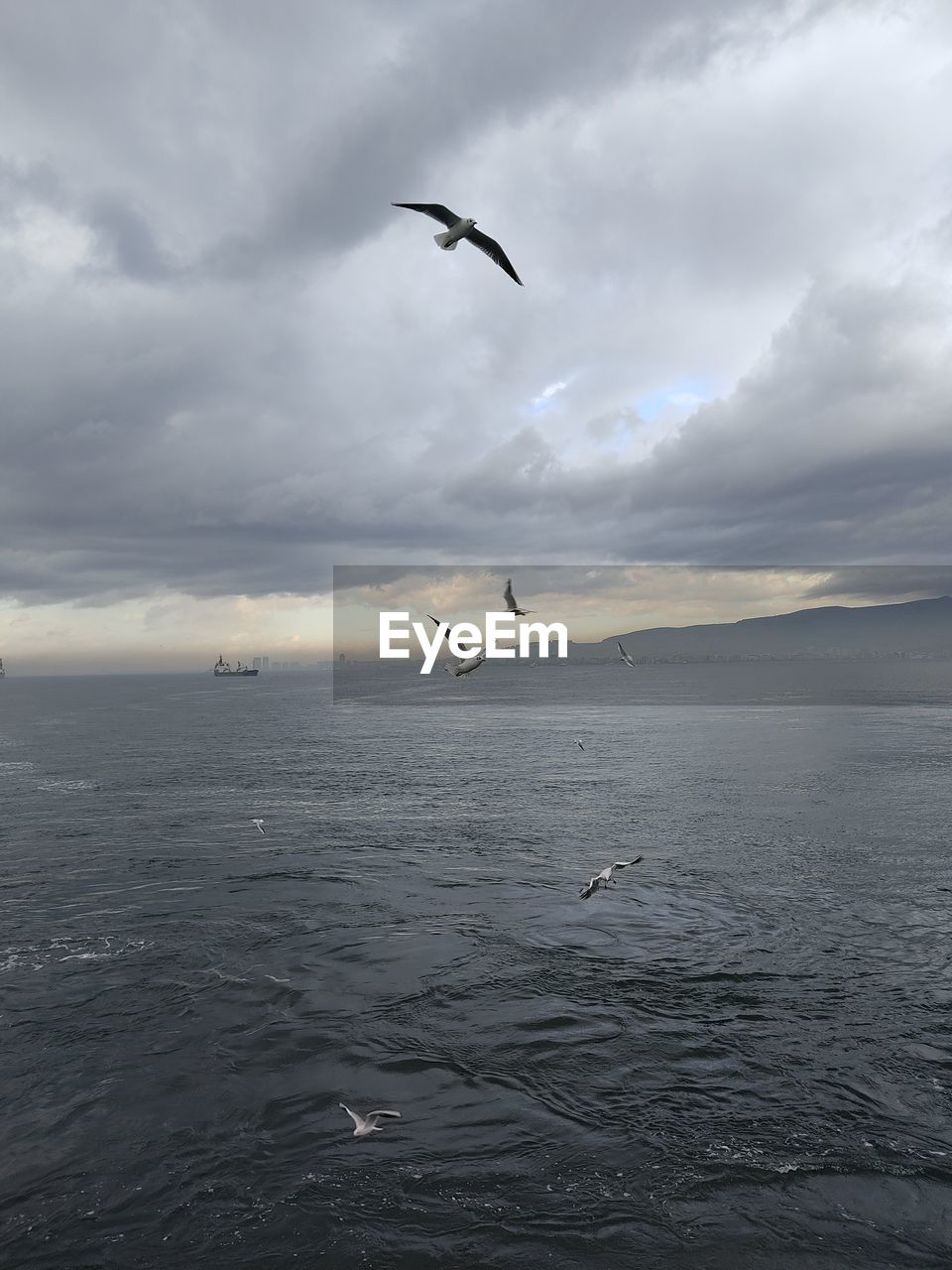 SEAGULL FLYING OVER SEA