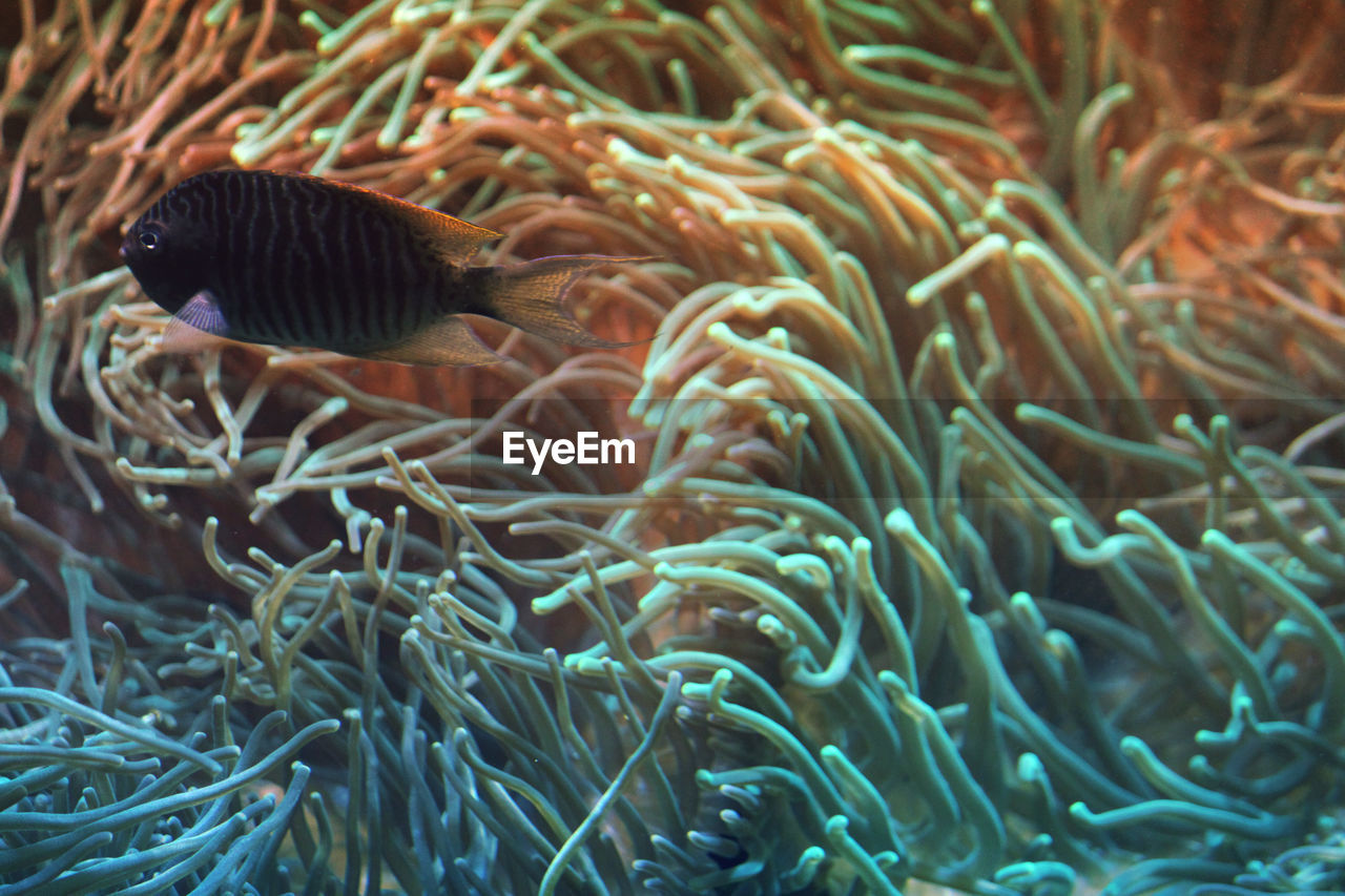 Close-up of coral in sea