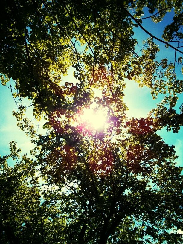 LOW ANGLE VIEW OF TREES AGAINST SKY