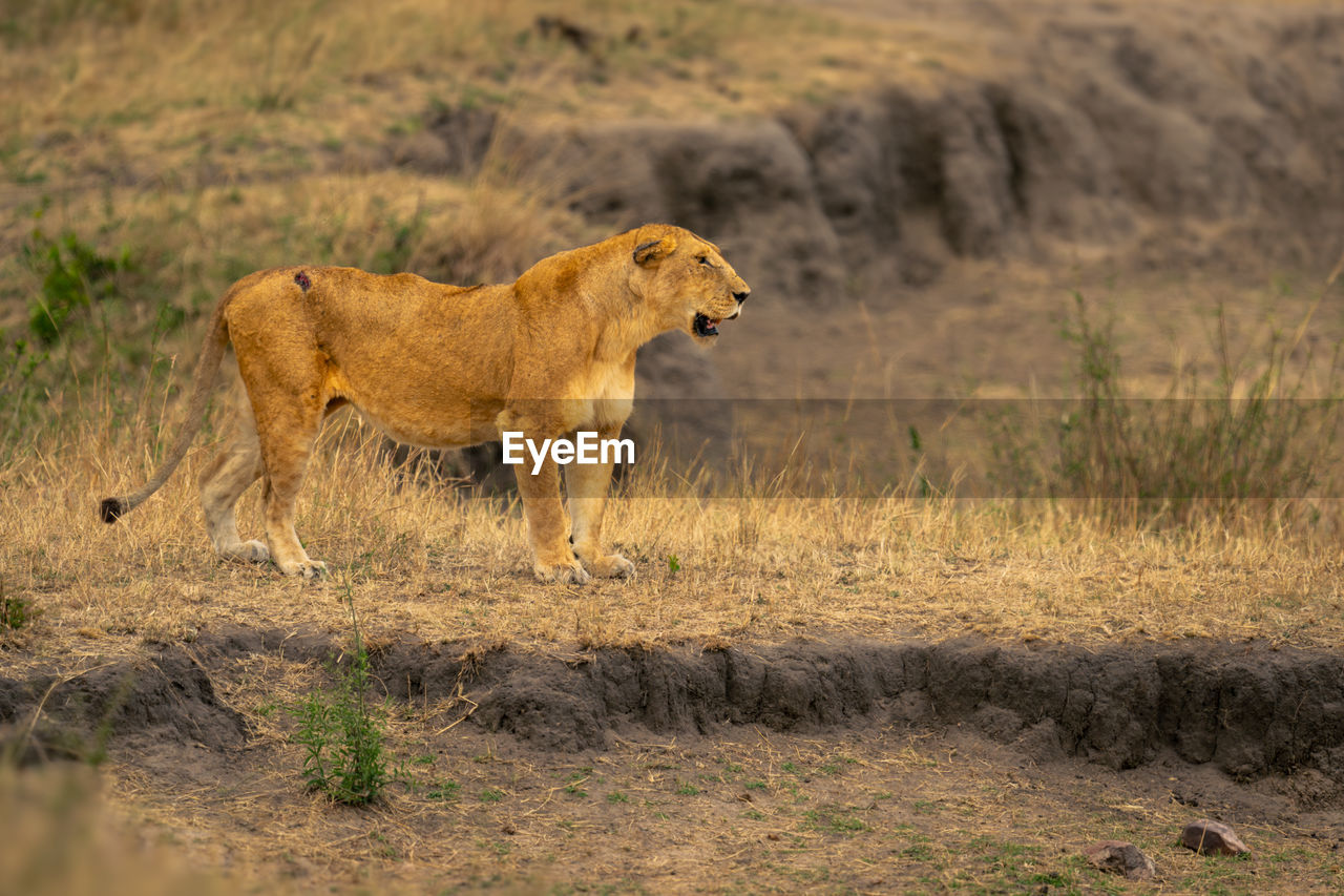 lioness walking on field