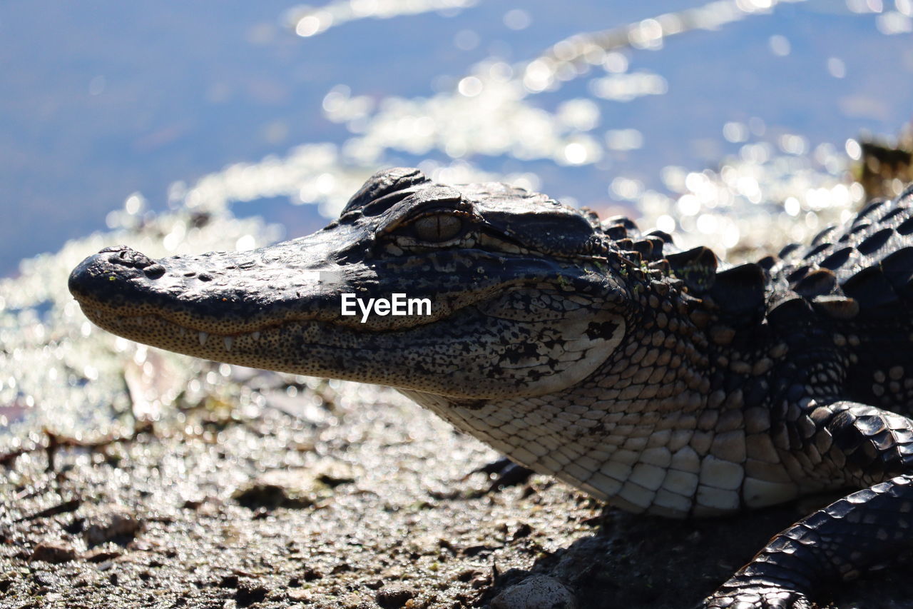 animal themes, animal, animal wildlife, one animal, wildlife, reptile, crocodile, alligator, animal body part, nature, close-up, no people, water, animal head, sign, warning sign, day, outdoors, communication, side view, sea