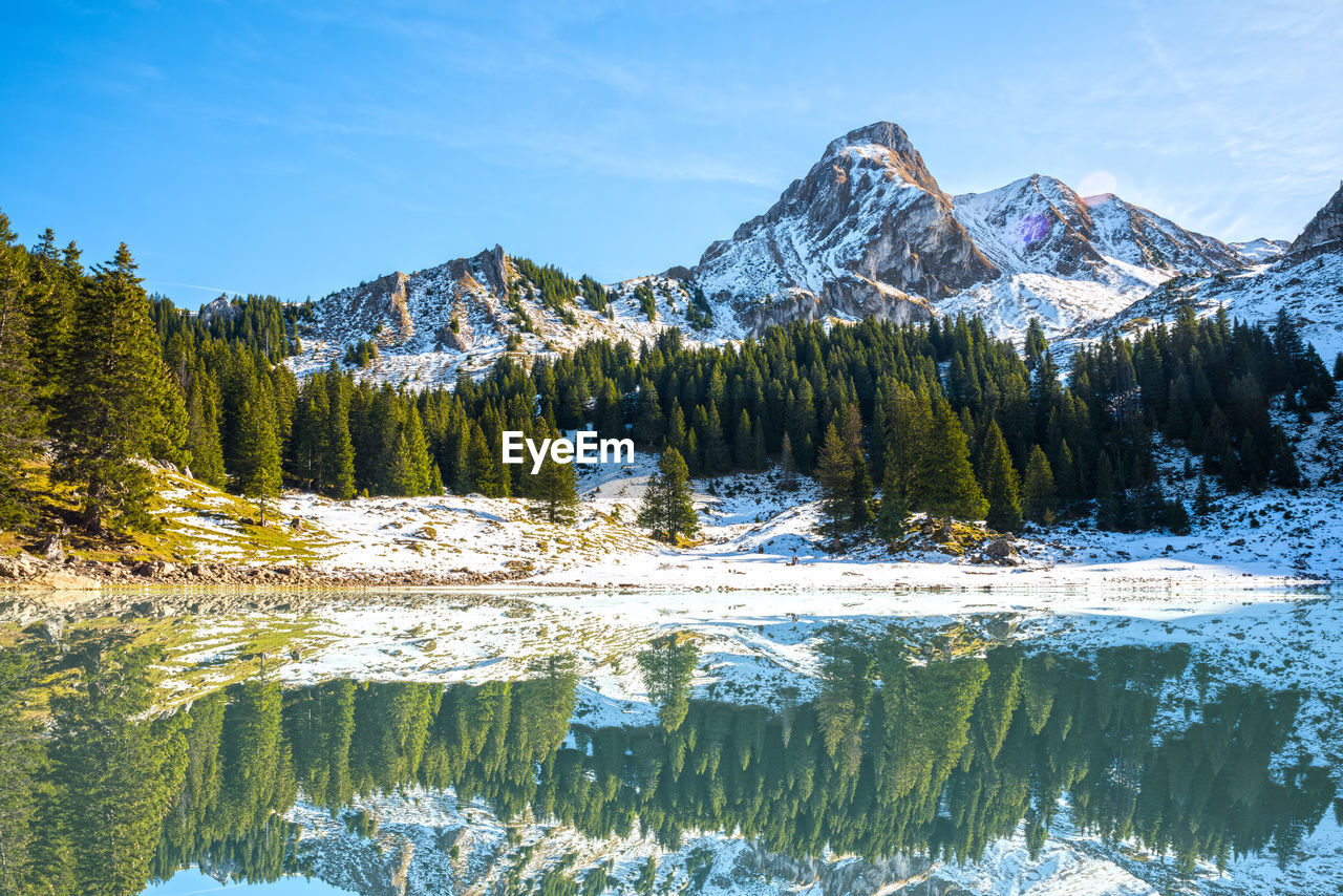 Scenic view of trees in forest during winter