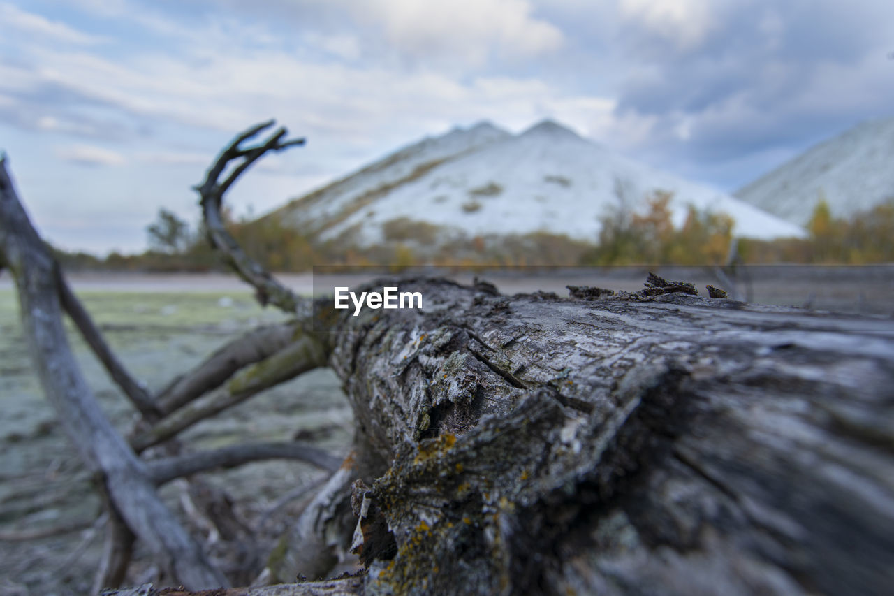 CLOSE-UP OF DRIFTWOOD ON LOG
