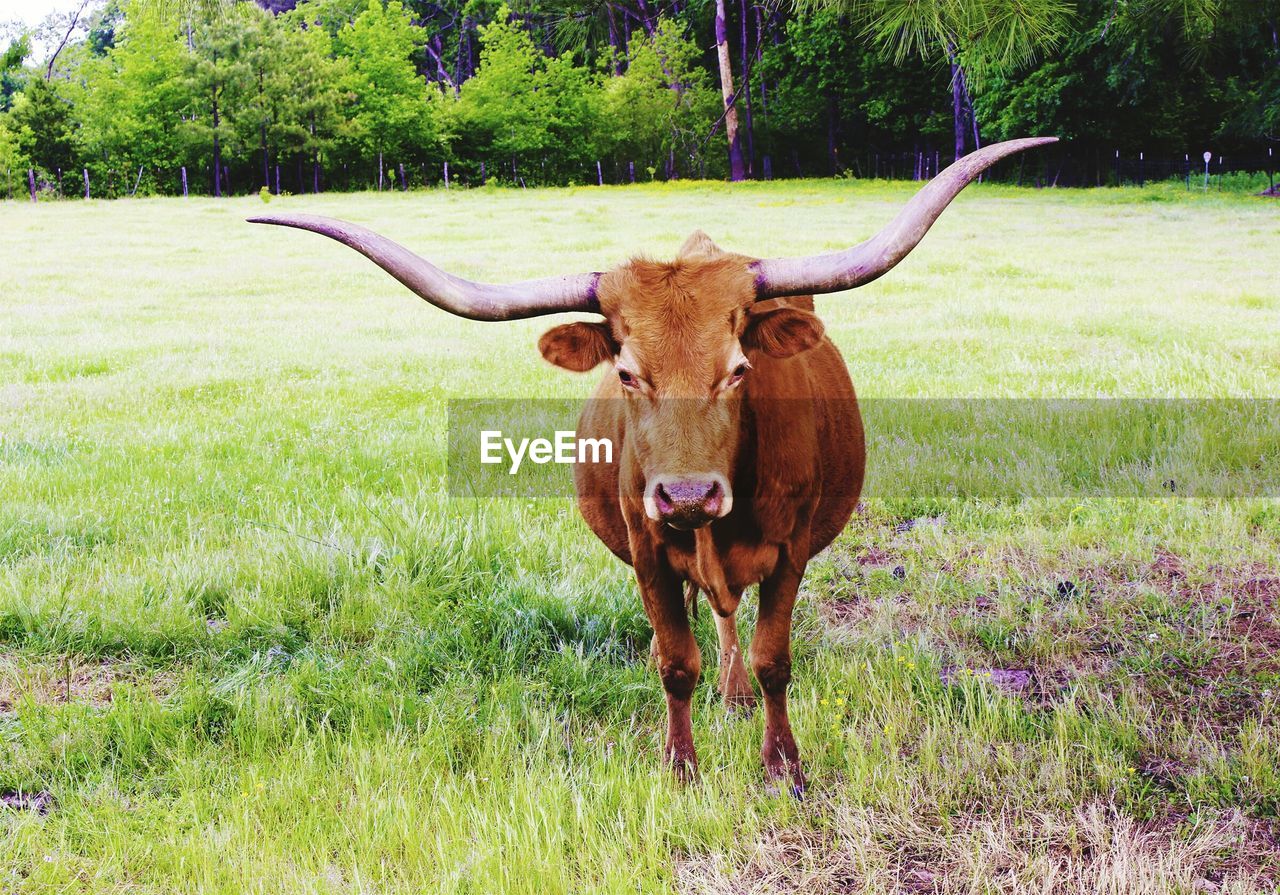 Texas longhorn standing on grassy field