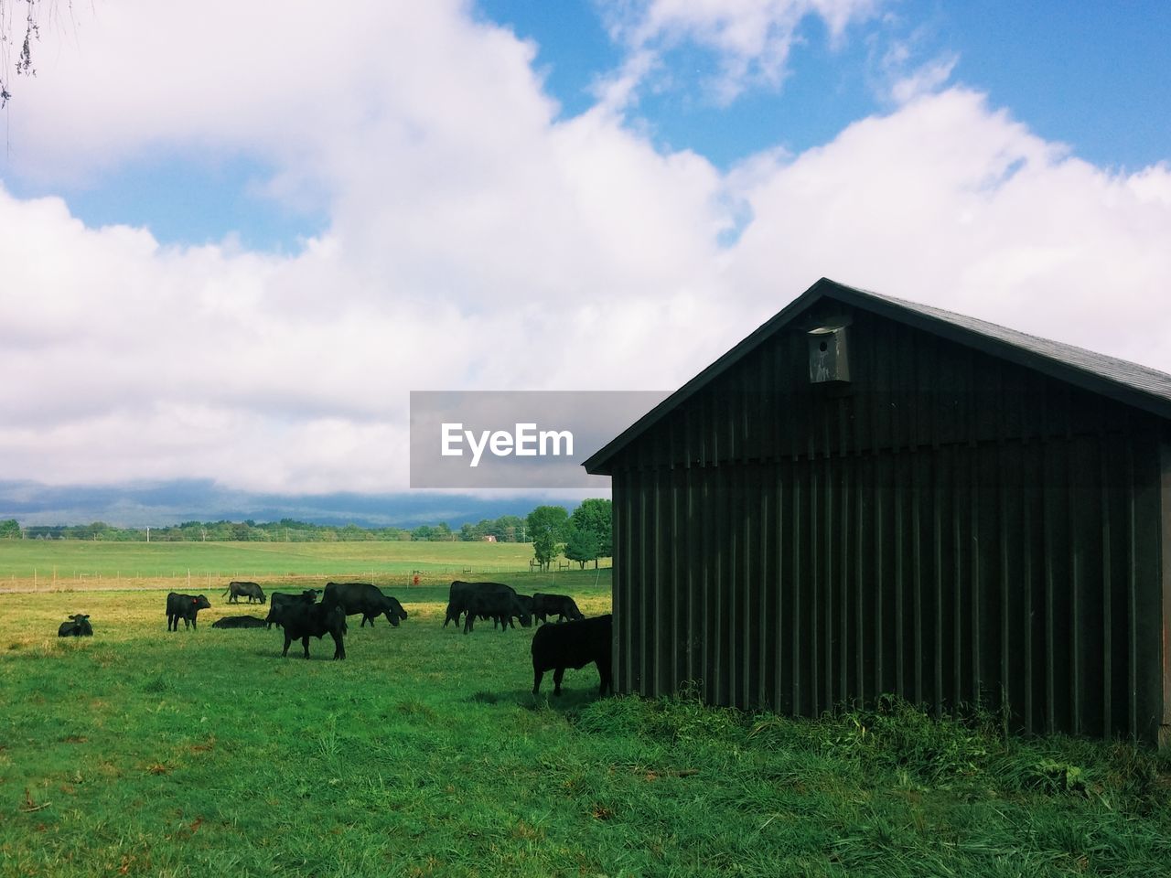 Cows grazing by barn on farm against cloudy sky