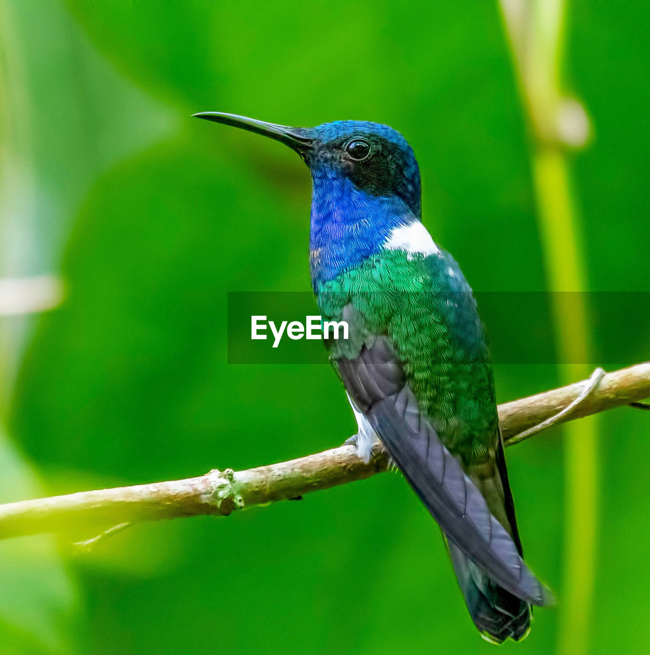 Close-up of bird perching on plant