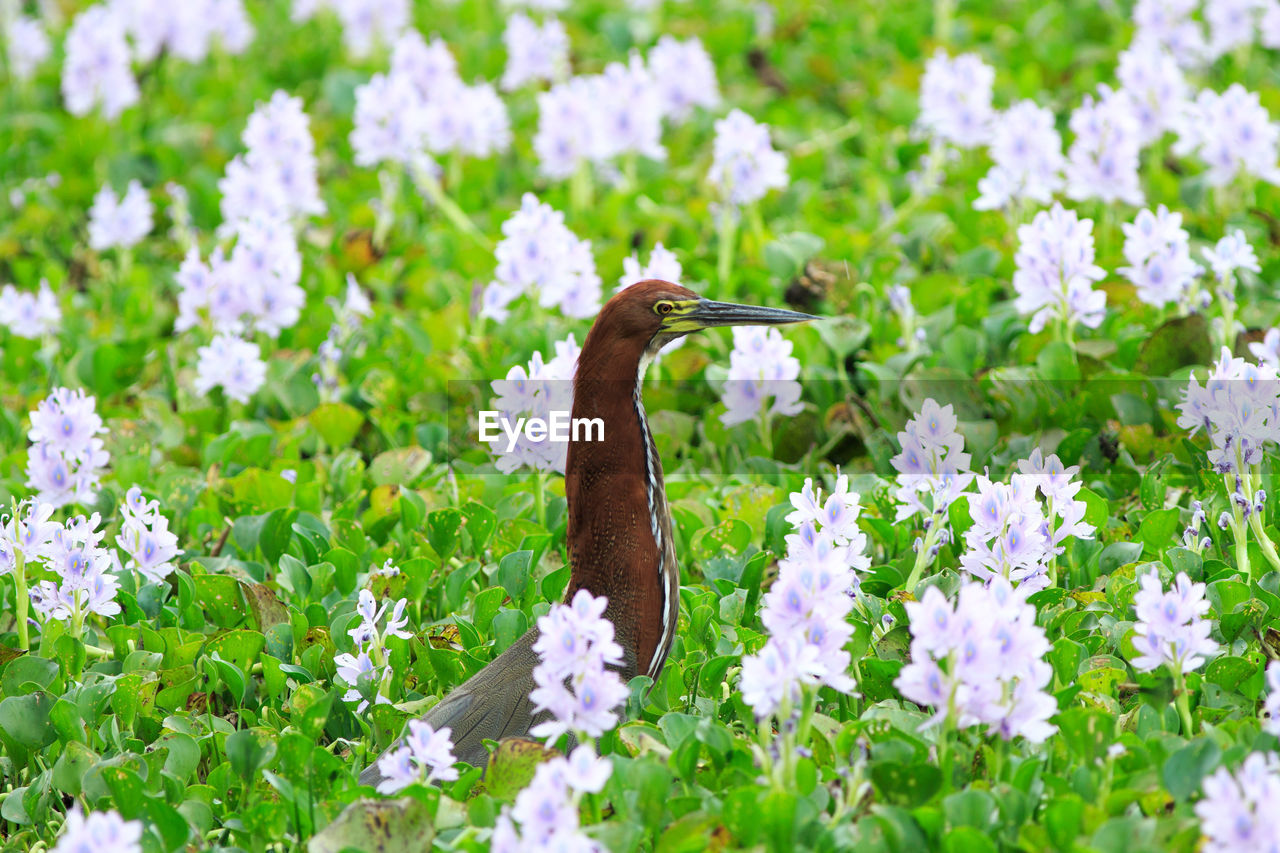 View of white flowering plants on field with a tiger heron in the centre