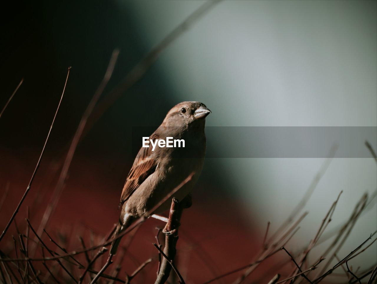 Close-up of bird perching on branch