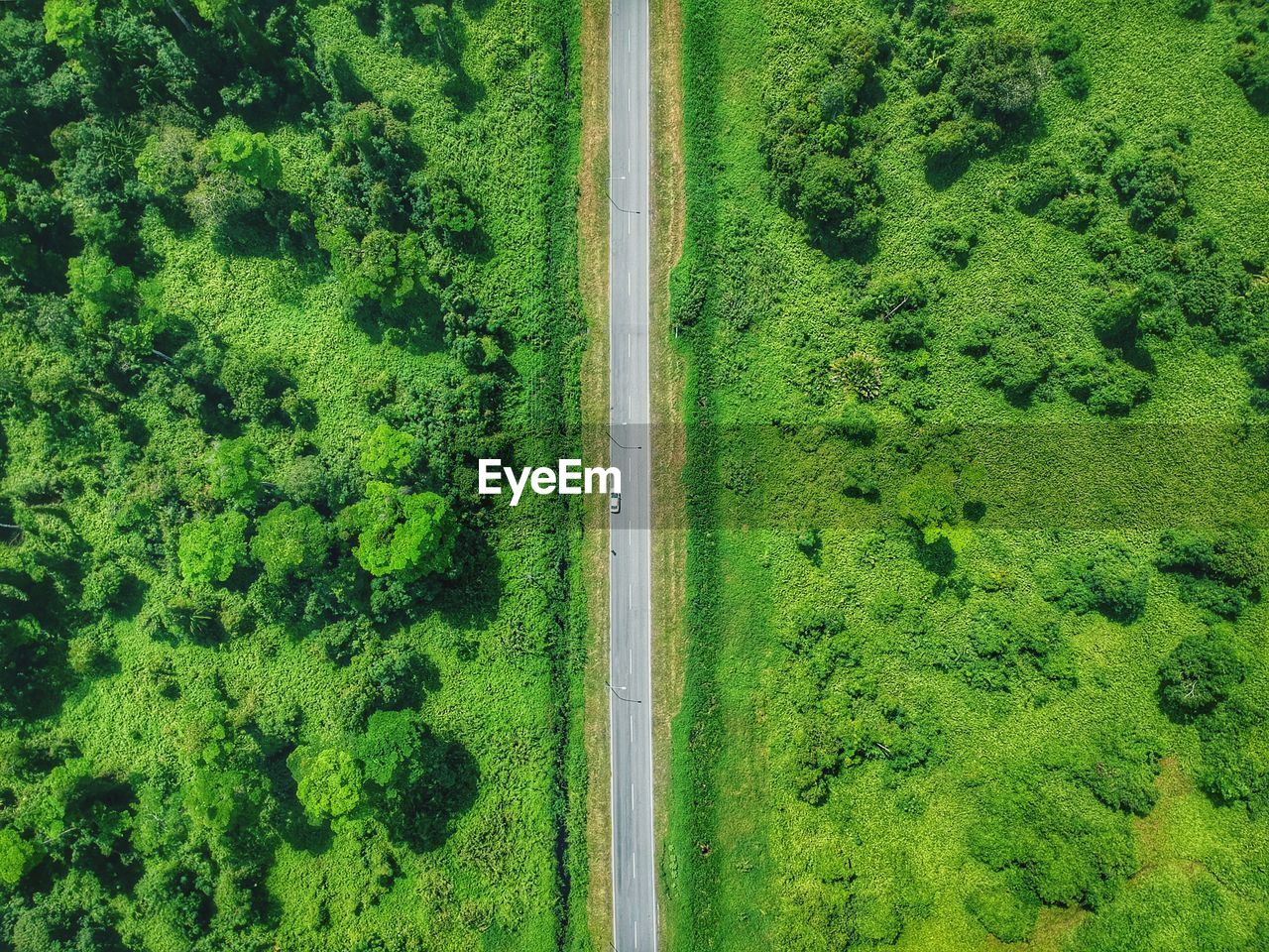 High angle view of road amidst trees