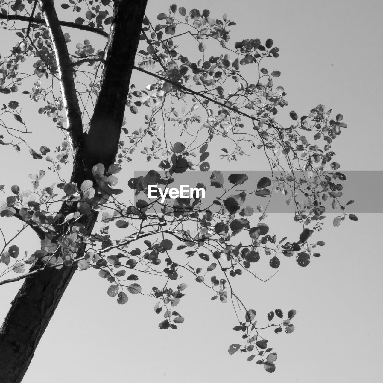 LOW ANGLE VIEW OF TREE BRANCHES AGAINST CLEAR SKY